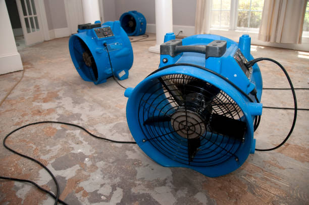 Best Local water damage restoration  in Questa, NM